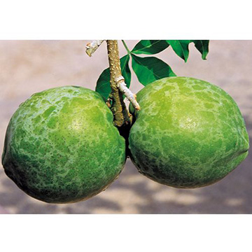 ホワイトサポテ・セッパー(R) テプナセレクション| 種・苗