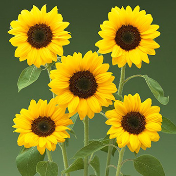 ひまわり・ F1サマーサンリッチオレンジ45α| 種・苗・ガーデニング用品