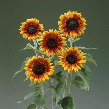 ひまわり・F1ソーラーパワー| 種・苗・ガーデニング用品の【タキイ