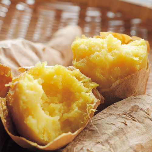 さつまいも・泉13号【採穂用親株(ポット苗)】| 種・苗・ガーデニング