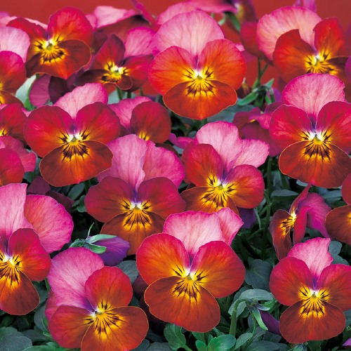 swellflowersプラントビスコース オールインワン パッド付 テラコッタ