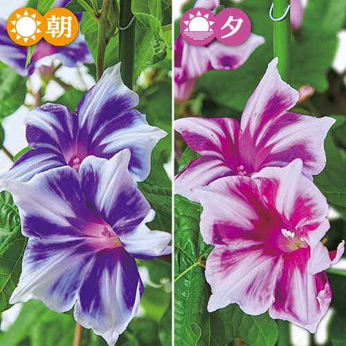出雲朝顔・彩緑| 種・苗・ガーデニング用品の【タキイネット通販】