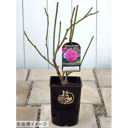 バラ・ポルト ブルー| 種・苗・ガーデニング用品の【タキイネット通販】