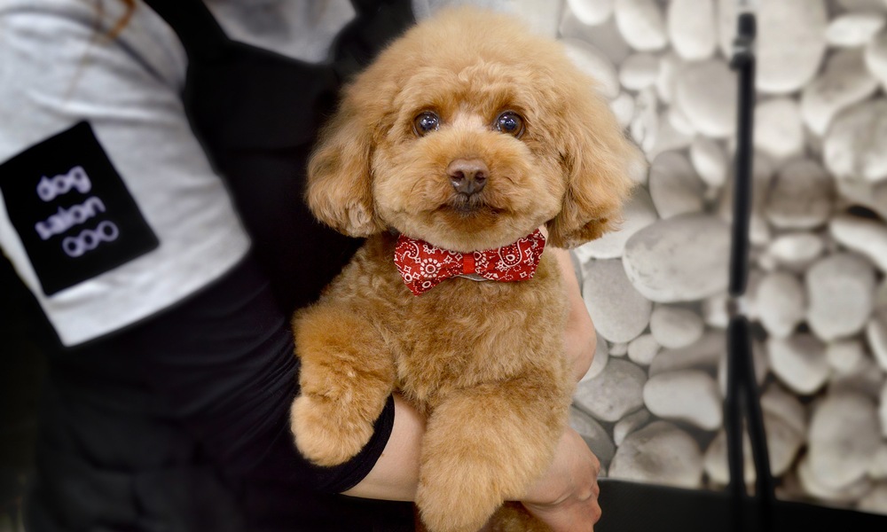 業務用リボン・トリミングチョーカー卸サイト【星印】