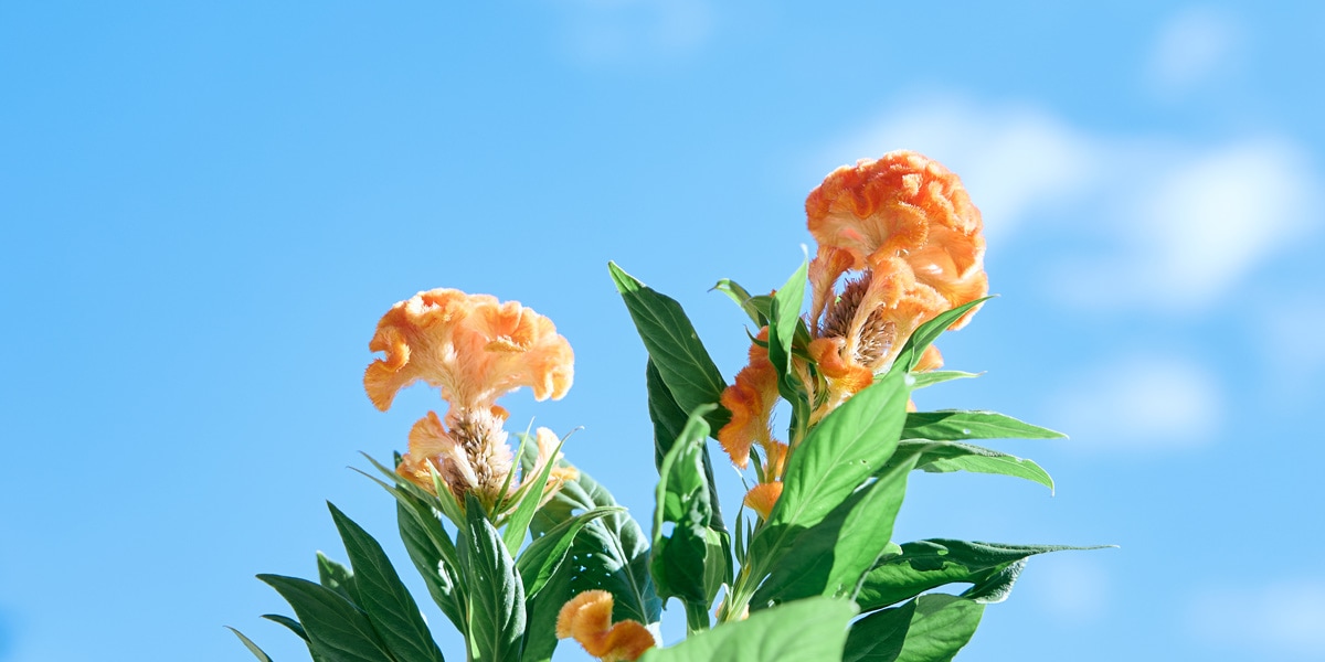 TSURU By MARIKO OIKAWA ONLINE STORE