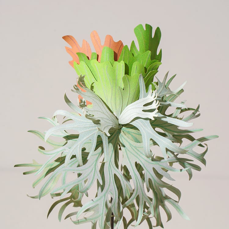 DIY Kit - Forever Green - Platycerium willinckii 'Je