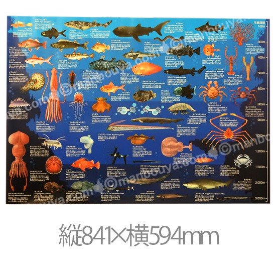深海生物 グッズ アートポスター インテリア 特大 A1サイズ 図鑑タイプ
