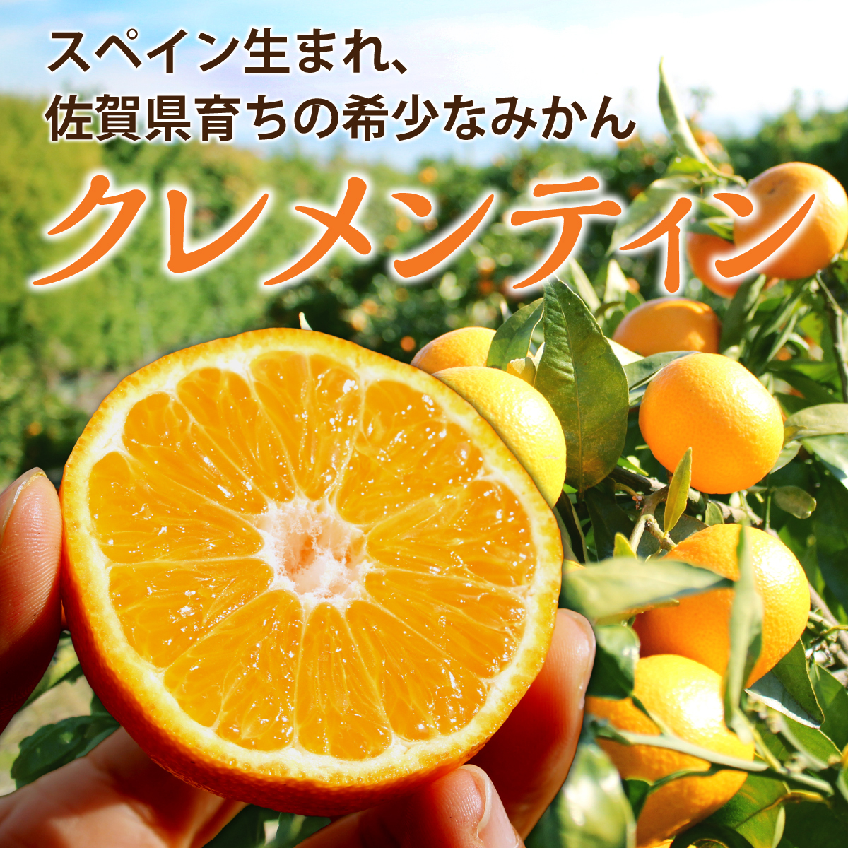 クレメンティン 佐賀 送料無料 みかん クレメンタイン 1箱 約2kg(28