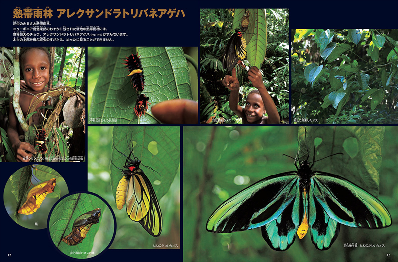 小学館 図鑑NEO DVDつきセット （既16巻） '21年度 : 脳トレ生活