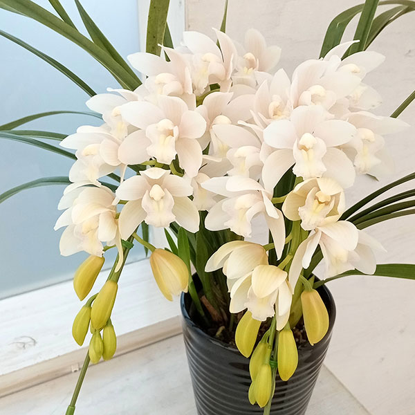 シンビジュームのおすすめ人気商品一覧 通販 - Yahoo!ショッピング