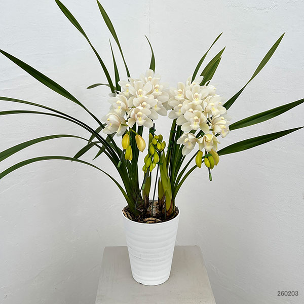 シンビジュームのおすすめ人気商品一覧 通販 - Yahoo!ショッピング