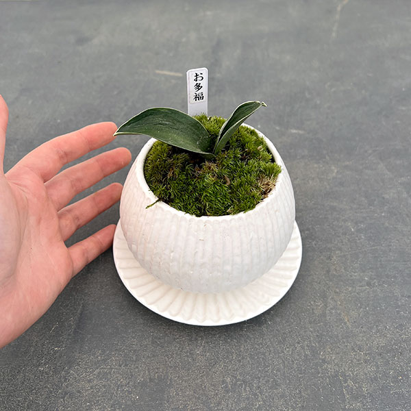 万年青鉢のおすすめ人気商品一覧 通販 - Yahoo!ショッピング