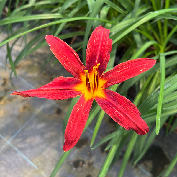 ヘメロカリス（苗） | 花、ガーデニング のおすすめ人気商品一覧 通販