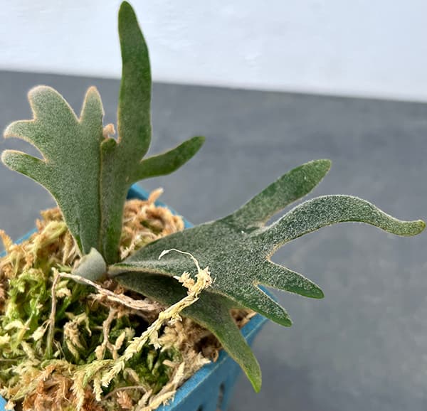 ビカクシダ ウィリンキーのおすすめ人気商品一覧 通販 - Yahoo