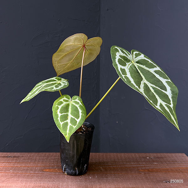 観葉植物 （わけあり特価）アンスリウム（原種） マグニフィカム