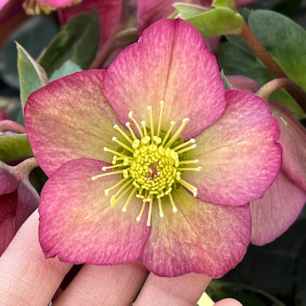 園芸ネット - クリスマスローズ開花株｜Yahoo!ショッピング