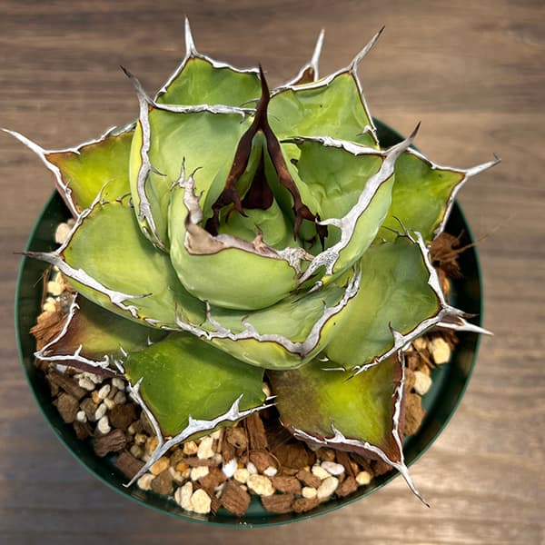 アガベ チタノタのおすすめ人気商品一覧 通販 - Yahoo!ショッピング