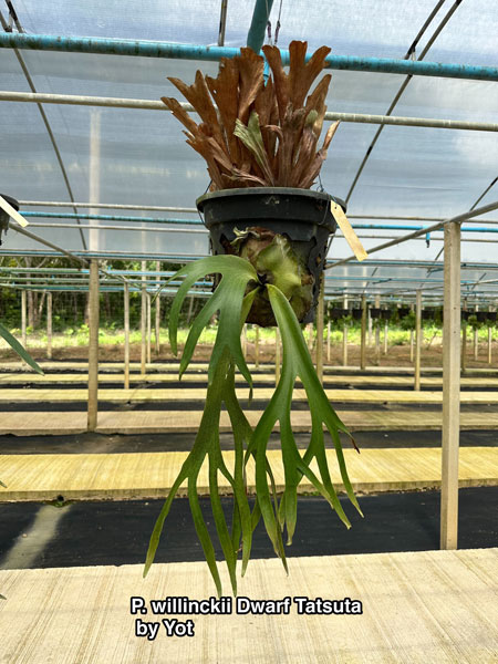 観葉植物 ビカクシダ（コウモリラン） ウィリンキードワーフタツタ5号