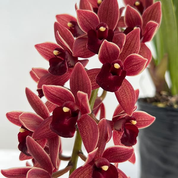 シンビジュームのおすすめ人気商品一覧 通販 - Yahoo!ショッピング