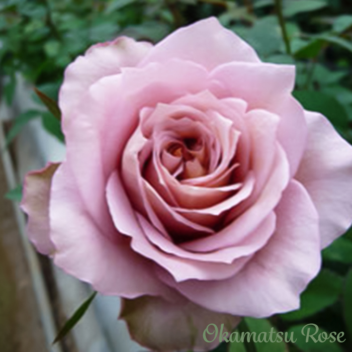 予約販売 バラ苗 バラ新苗 オッポセンター 契約品種 薔薇 ばら 国産苗