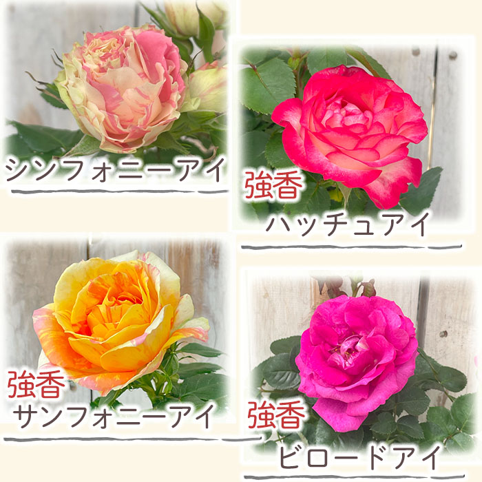 予約販売 ミニバラ 10個セット 3号ポット 愛安ローズ オリジナル品種