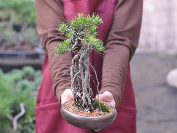 根上りの黒松盆栽 樹齢ウン百年のような趣を感じさせる盆栽 : 盆栽妙