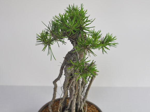 根上りの黒松盆栽 樹齢ウン百年のような趣を感じさせる盆栽 : 盆栽妙