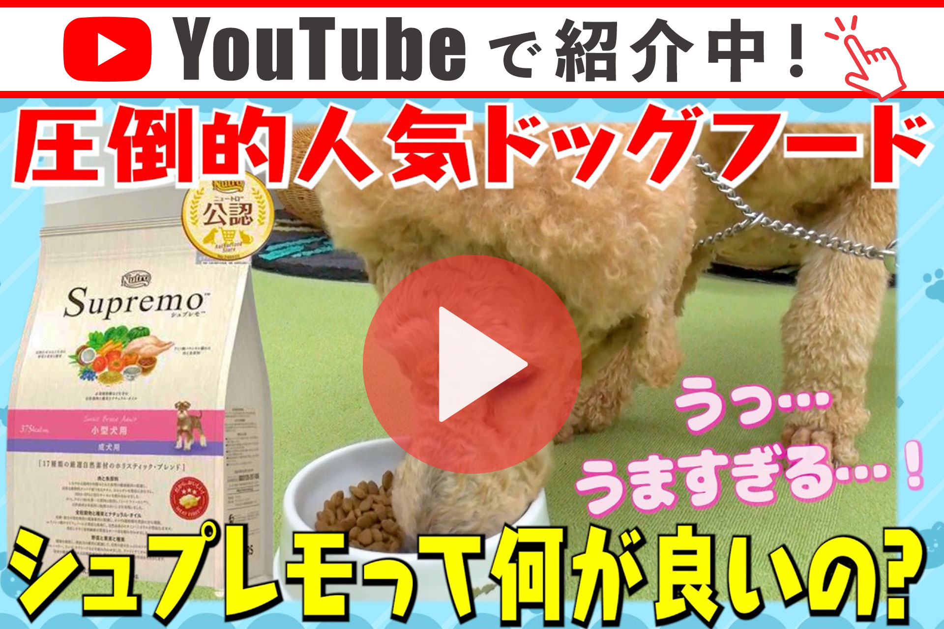 シュプレモ お試し 公認店 ニュートロ 子犬用 小粒 1kg ドッグフード