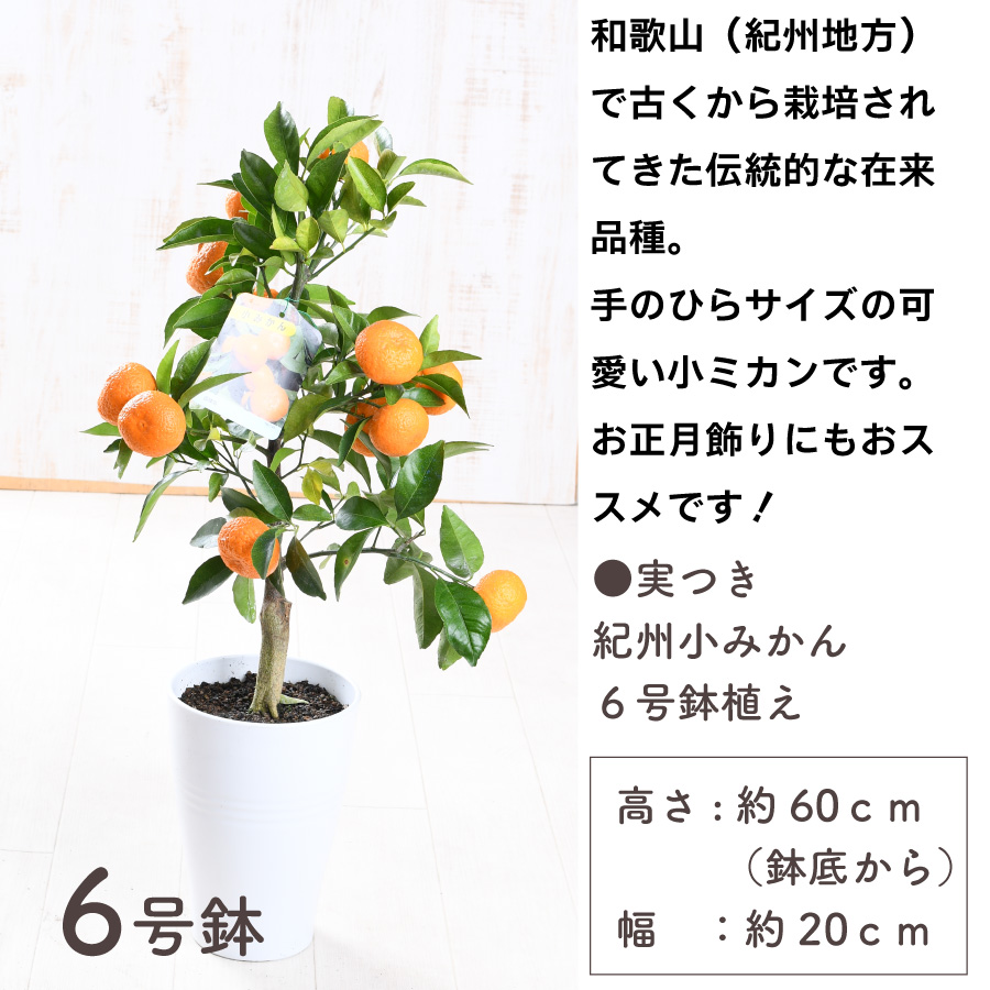 吉本花城園 実つき 紀州小みかん 6号鉢 手のひらサイズのかわいい 小