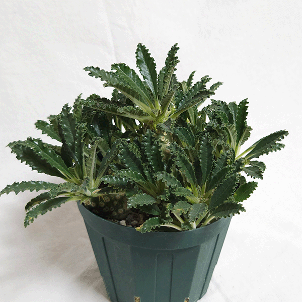 ドルステニア ラブラニー 4号 プラ鉢 塊根植物 種類 土 種 鉢 塊根