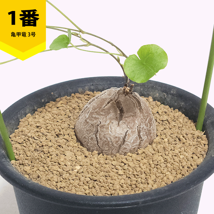 亀甲竜 3号 プラ鉢 アフリカ 鉢 ディオスコレア エレファンティぺス