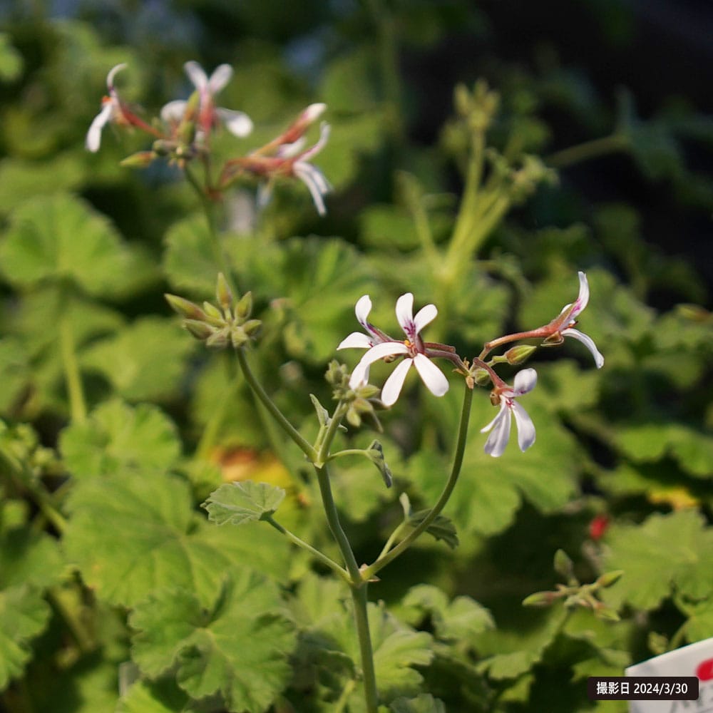 ハーブ 苗 パインゼラニウム 3号ポット苗 : 苗木部 花ひろばオンライン