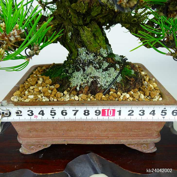 盆栽 松 黒松 樹高 21cm くろまつ 高級盆栽 Pinus thunbergii クロマツ