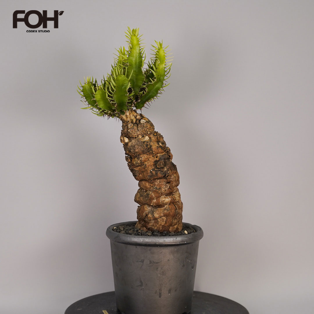 F12 ユーフォルビア ムランジーナ 発根済み 現地球 : SWAG GEAR ヤフー