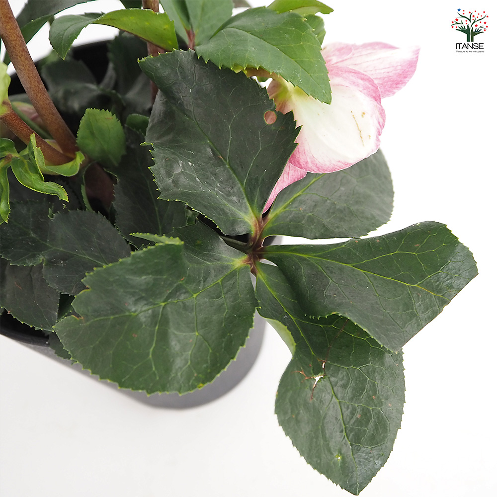 クリスマスローズ 氷の薔薇ピコティ 花苗 5号/1個売り クリスマス