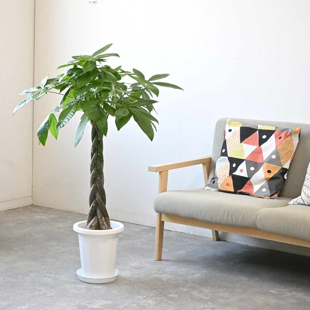 観葉植物 本物 パキラ 8号鉢 大型 室内用 インテリア おしゃれ 通販