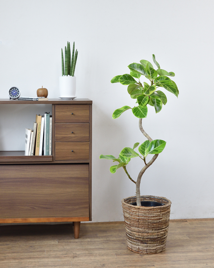 観葉植物 本物 フィカス アルテシーマ バリエガタ 8号鉢 曲がり樹形