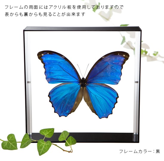 昆虫標本 蝶の標本 ディディウスモルフォ アクリルフレーム 白