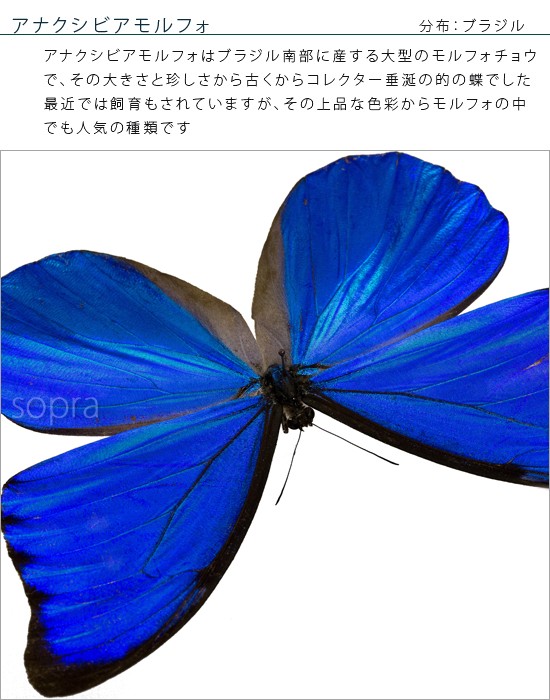 昆虫標本 蝶の標本 アナクシビアモルフォ メタリック調ライトフレーム