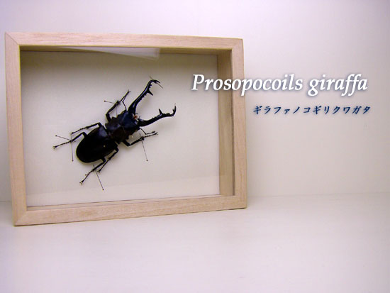 昆虫標本 ギラファノコギリクワガタ 桐箱 : ソプラノYahoo!店 - 通販