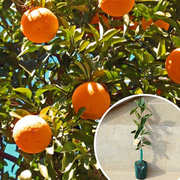 津之輝」の人気商品一覧 | 安い商品を通販サイトから探す - 価格.com