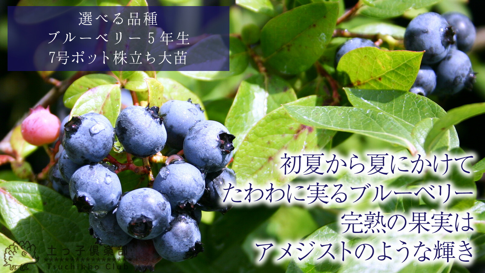 ブルーベリー （ 5年生 ） 7号ポット苗木 大苗 【 選べる品種 】（全20