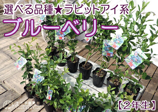 ブルーベリー 『 ラビットアイ系 』 （ 2年生 ） 3.5号ポット苗 【 2個