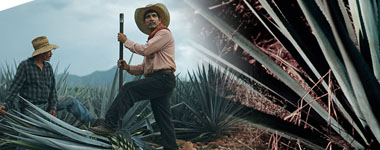 送料無料 6本セット 正規品】クエルボ 1800 アネホ 750ml×6本 ケース[6