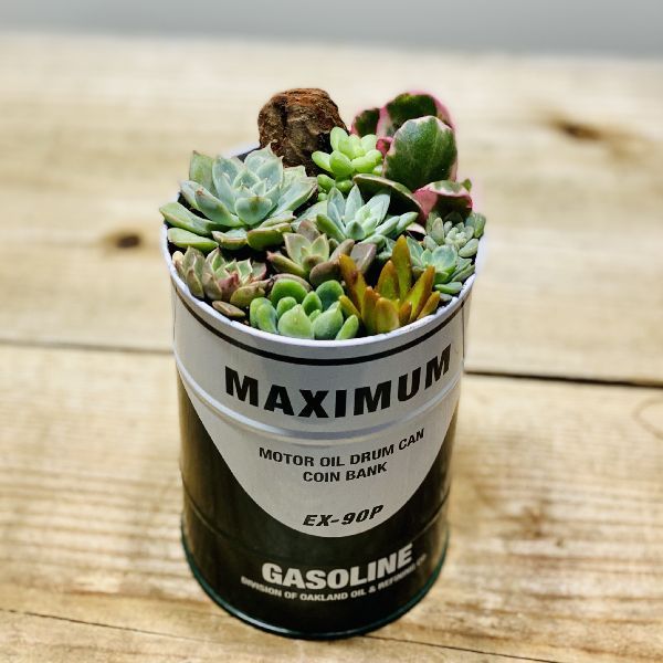 おしゃれ 観葉植物：多肉植物の寄せ植え ブリキ缶* : 遊恵盆栽 Yahoo