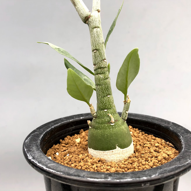 G*L様 24 激レア 超大株 アデニア ペチュエリー 現地球 鮮度抜群 G