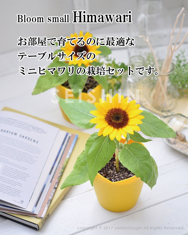 栽培キット Bloom small Himawari ミニヒマワリ栽培セット 栽培セット