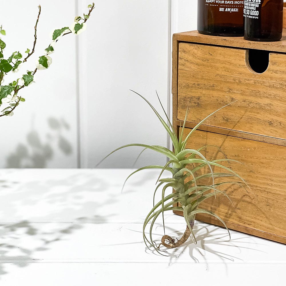 PLANCHU エアプランツ ティランジア ベルゲリ ハイブリッド Mサイズ 1