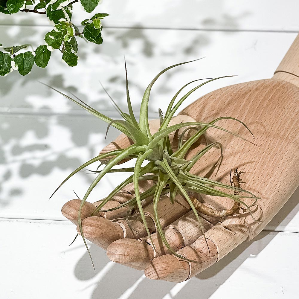 PLANCHU エアプランツ ティランジア ベルゲリ ハイブリッド Mサイズ 1