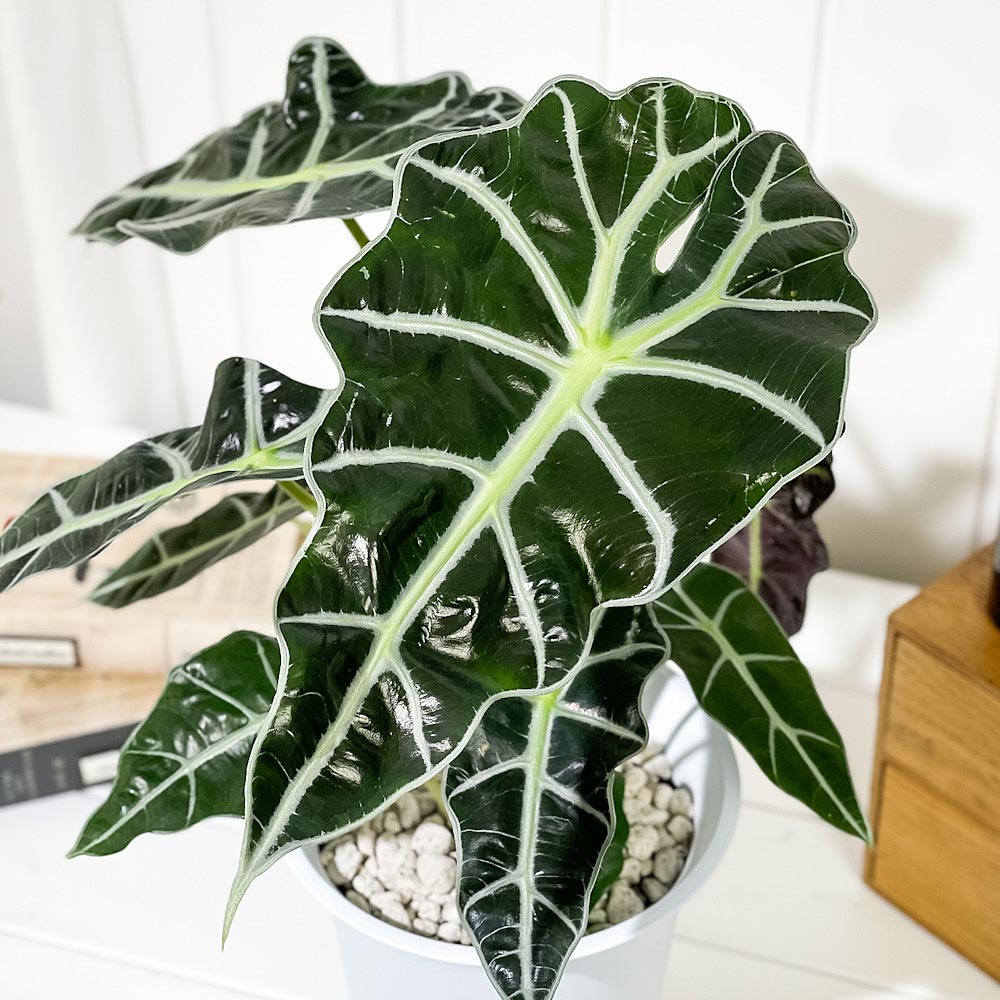 PLANCHU 観葉植物 アロカシア アマゾニカ ポリー 6号鉢 受け皿付き